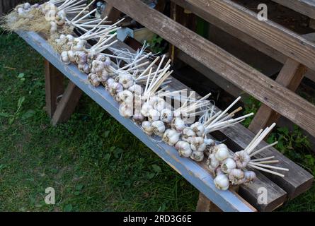 Knoblauchbündel werden auf einer Bank geerntet. Viel Knoblauch. Gute Ernte, Landwirtschaft. Stockfoto