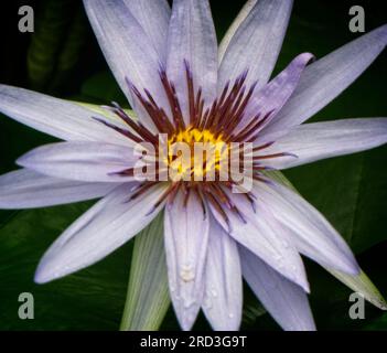 Auftauchende Vegetation Calgary Zoo Alberta Stockfoto