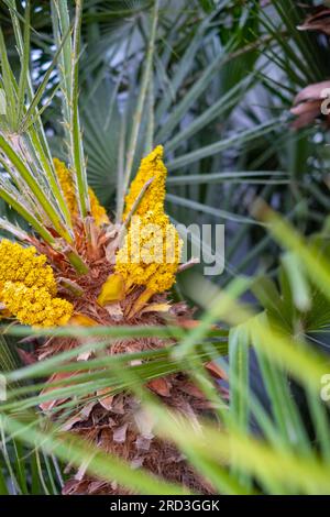 Blühende Palme. Palmenblüte aus der Nähe Stockfoto
