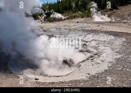 Locomotive Spring, Norris Geyser Basin, Yellowstone-Nationalpark, Wyoming, Vereinigte Staaten von Amerika Stockfoto