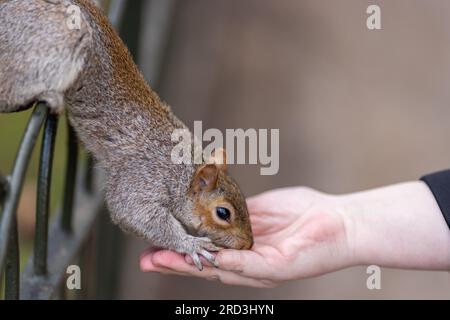 Nahaufnahme eines grauen Eichhörnchens, das aus der Hand eines Menschen isst Stockfoto