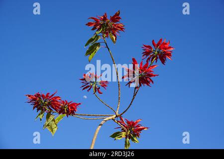 Küstenkorallenbaum in voller Blüte auf blauem Himmelshintergrund Stockfoto