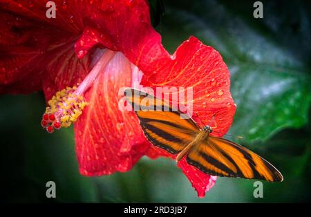 Zebra Long Wing Schmetterling Calgary Zoo Alberta Stockfoto