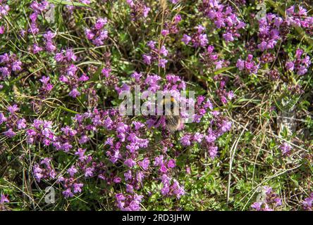 Wilder Thymian, Thymus serpyllum, blühend in kurzem Downland Grasland, malmköping, schweden Stockfoto