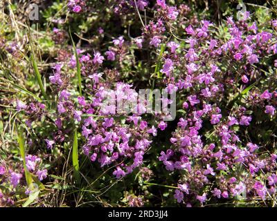 Wilder Thymian, Thymus serpyllum, blühend in kurzem Downland Grasland, malmköping, schweden Stockfoto