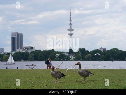 Hamburg, Deutschland. 18. Juli 2023. Gänse grasen auf der Alster Wiese Schwanenwik an der Außenalster. Kredit: Marcus Brandt/dpa/Alamy Live News Stockfoto