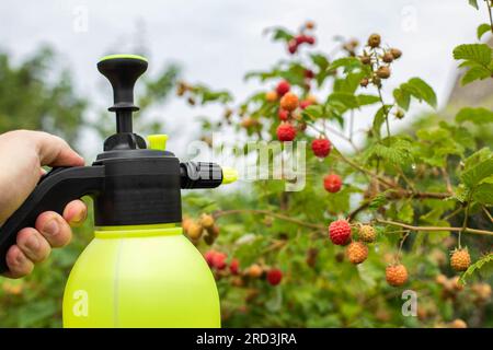 Himbeeren im Land mit Ammoniak und blauem Vitriol besprühen, um Schädlinge und Parasiten zu töten. Stockfoto