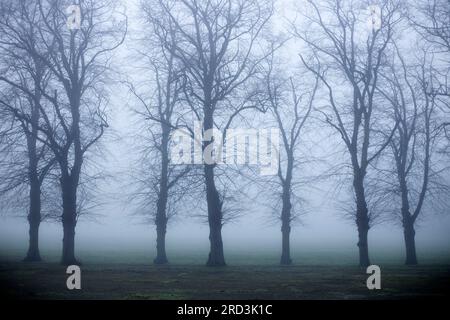 Ein dichter Nebel umhüllt einen Park in Ilford, East London, am Morgen. Stockfoto