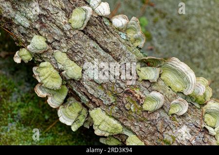 Mehrere farbenfrohe putenschwanzpilze wachsen auf einem toten Ast, der im Sommer im Schatten in einem Wald liegt, ein Nahaufnahme aus dem Blickwinkel Stockfoto