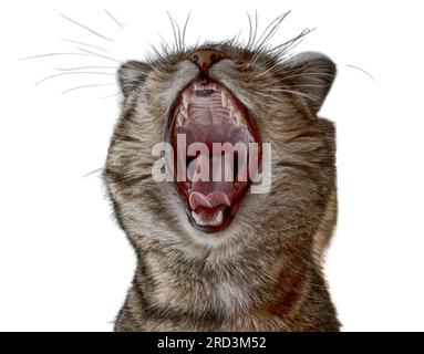 Katzengähnen, isoliert auf weißem Hintergrund. 3D Abbildung. Stockfoto