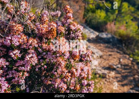 Lebendige Farben und aufwändige Details der heidfarbenen Blumen, die ihre anmutige Präsenz vor einem natürlichen Hintergrund einfangen. Stockfoto