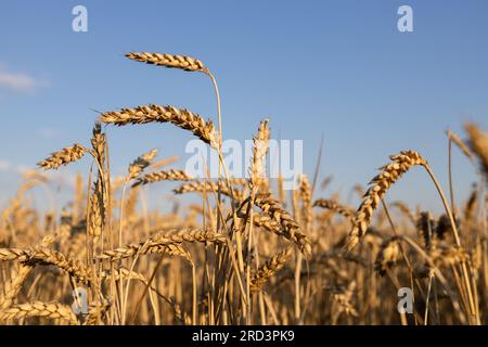 Goldenes Weizenfeld vor einem wolkenlosen blauen Himmel. Selektiver Fokus auf einige Maisohren. Unabhängigkeitstag der Ukraine. Getreidedeal. Der Wert der Körnung Stockfoto