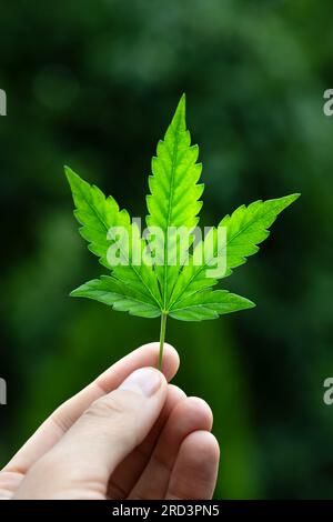 Männerhand mit jungen grünen Cannabisblättern. Medizinisches Marihuana-Wachstumskonzept Stockfoto