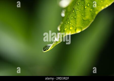 Nahaufnahme eines Wassertropfen auf grünem Blatt. Regen in Regenwaldblättern. Naturbegriffshintergrund Stockfoto