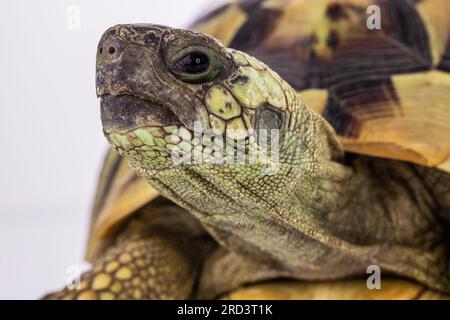 Turtle isoliert auf weißem Hintergrund Stockfoto