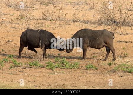Afrikanische Büffel Kämpfen Stockfoto