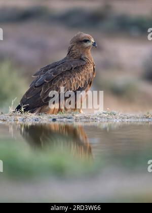 Schwarzer Drachen, Milvus migrans, Single Vogel auf dem Wasser, Spanien, Juli 2023 Stockfoto