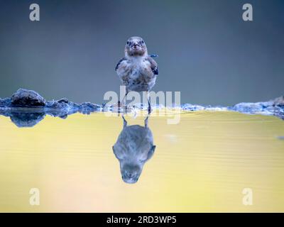 Goldfinch, Carduelis carduelis, Single unreife Vogel by water, Spanien, Juli 2023 Stockfoto