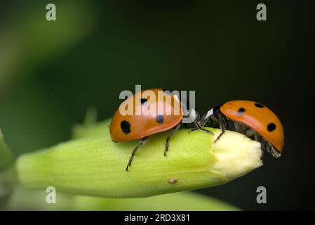 Zwei sieben Flecken (Coccinella septempunctata) auf einer Pflanze, Paarung, Insektenfotografie, Makro, Biodiversität, Die Natur Stockfoto