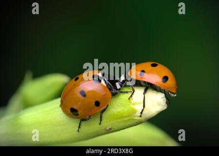 Zwei sieben Flecken (Coccinella septempunctata) auf einer Pflanze, Paarung, Insektenfotografie, Makro, Biodiversität, Die Natur Stockfoto