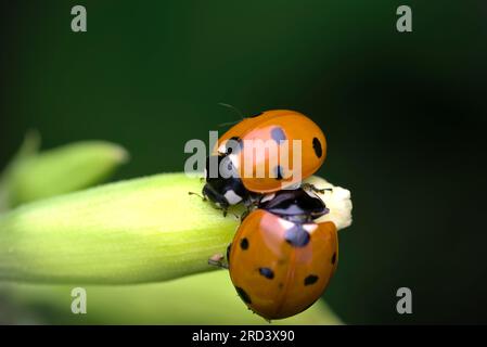 Zwei sieben Flecken (Coccinella septempunctata) auf einer Pflanze, Paarung, Insektenfotografie, Makro, Biodiversität, Die Natur Stockfoto