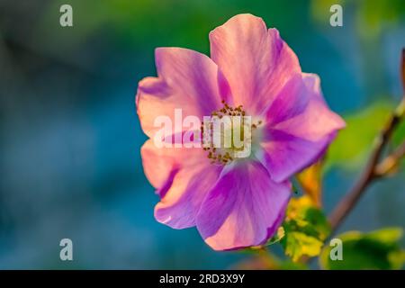 Nootka Rose, Rosa nutkana, blühend am Hobuck Beach, Makah Nation, Olympic Peninsula, Washington State, USA [nur redaktionelle Lizenzierung] Stockfoto