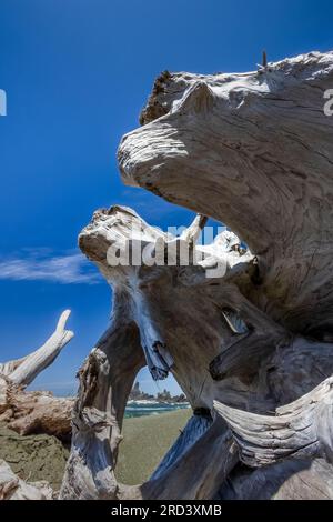 Treibholz, das von Winterstürmen angespült wurde, liegt am Shi Shi Beach, Olympic National Park, Washington State, USA Stockfoto