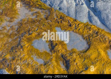 Meeresalgen auf Felsen am Shi Beach und Point of Arches, Olympic National Park, Washington State, USA Stockfoto
