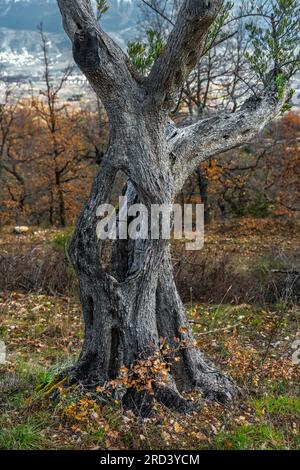 In einem Olivenhain erzeugt ein alter Olivenbaum mit einem gebrochenen und hohlen Stamm immer noch neue grüne Zweige. Abruzzen, Italien, Europa Stockfoto