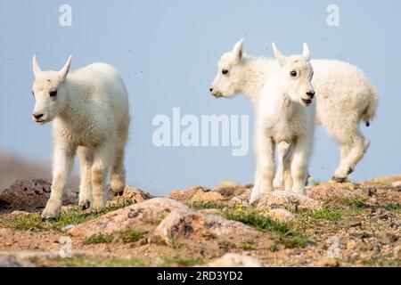 Bergziegen für Kinder am High Pass auf dem Beartooth Highway im Yellowstone-Nationalpark in Cody, Wyoming. Stockfoto