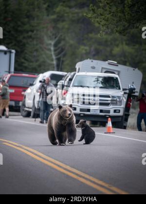 Eine ausgewachsene Braunbärkuh, die als #399 bekannt ist, führt ihre Frühlingsjungen über die Straße, während Zuschauer im Grand Teton National Park in Moose, Wyoming, Halt machen, um sie zu beobachten. Bär Nr. 399 ist der älteste dokumentierte Grizzlybär im Großraum Yellowstone, der im Alter von 27 Jahren einen Schnitt erlitten hat. Stockfoto