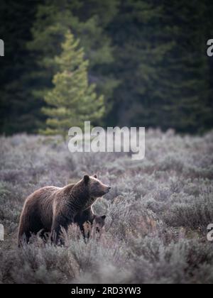 Eine Erwachsene Braunbärkuh, die als Nr. 399 bekannt ist, bewundert die Menge der Parkbesucher, die sich im Grand Teton National Park in Moose, Wyoming, versammelt haben, um ihr und ihrem Junges zuzusehen. Bär Nr. 399 ist der älteste dokumentierte Grizzlybär im Großraum Yellowstone, der im Alter von 27 Jahren einen Schnitt erlitten hat. Stockfoto