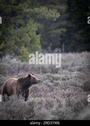 Eine Erwachsene Braunbärkuh, die als Nr. 399 bekannt ist, bewundert die Menge der Parkbesucher, die sich im Grand Teton National Park in Moose, Wyoming, versammelt haben, um ihr und ihrem Junges zuzusehen. Bär Nr. 399 ist der älteste dokumentierte Grizzlybär im Großraum Yellowstone, der im Alter von 27 Jahren einen Schnitt erlitten hat. Stockfoto