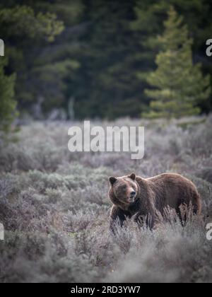 Eine Erwachsene Braunbärkuh, die als Nr. 399 bekannt ist, bewundert die Menge der Parkbesucher, die sich im Grand Teton National Park in Moose, Wyoming, versammelt haben, um ihr und ihrem Junges zuzusehen. Bär Nr. 399 ist der älteste dokumentierte Grizzlybär im Großraum Yellowstone, der im Alter von 27 Jahren einen Schnitt erlitten hat. Stockfoto