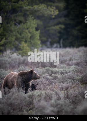 Eine Erwachsene Braunbärkuh, die als Nr. 399 bekannt ist, bewundert die Menge der Parkbesucher, die sich im Grand Teton National Park in Moose, Wyoming, versammelt haben, um ihr und ihrem Junges zuzusehen. Bär Nr. 399 ist der älteste dokumentierte Grizzlybär im Großraum Yellowstone, der im Alter von 27 Jahren einen Schnitt erlitten hat. Stockfoto