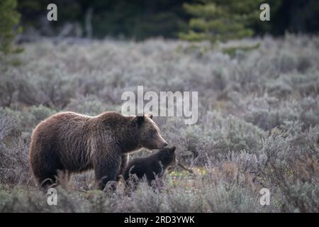 Eine Erwachsene Braunbärkuh, die als Nr. 399 bekannt ist, bewundert die Menge der Parkbesucher, die sich im Grand Teton National Park in Moose, Wyoming, versammelt haben, um ihr und ihrem Junges zuzusehen. Bär Nr. 399 ist der älteste dokumentierte Grizzlybär im Großraum Yellowstone, der im Alter von 27 Jahren einen Schnitt erlitten hat. Stockfoto