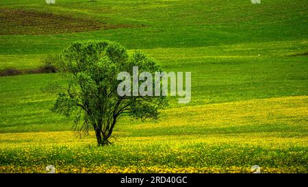 Grünland bedeckt mit gelben Blumen und Mandelbäumen im Frühling Stockfoto