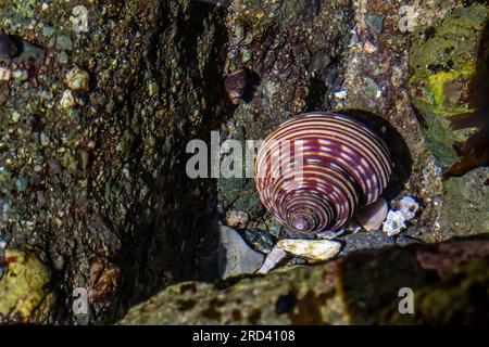 Blue-Ringed Top Snail, Calliostoma Ligatum, auf Felsen am Point of Arches, Olympic National Park, Washington State, USA Stockfoto