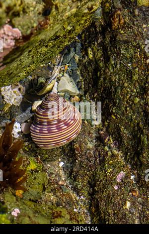 Blue-Ringed Top Snail, Calliostoma Ligatum, auf Felsen am Point of Arches, Olympic National Park, Washington State, USA Stockfoto