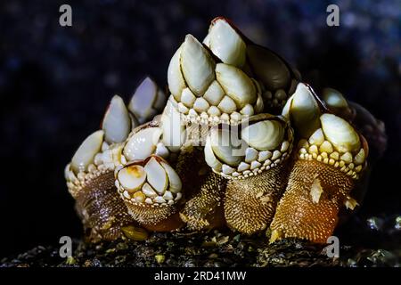 Blattbarnakel, Pollicipes polymeres, am Felsen in der Sea Cave am Point of Arches, Olympic National Park, Washington State, USA Stockfoto