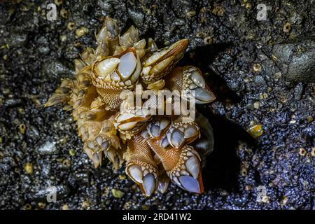 Blattbarnakel, Pollicipes polymeres, am Felsen in der Sea Cave am Point of Arches, Olympic National Park, Washington State, USA Stockfoto