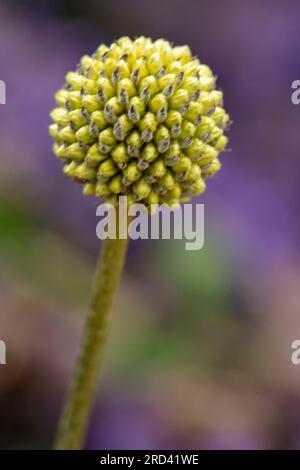Natürliches Nahaufnahme blühendes Pflanzenporträt der faszinierenden Craspedia Globosa bei herrlicher Sommersonne Stockfoto