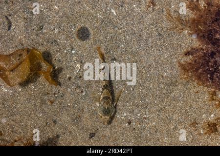 Tidepool Sculpin, Oligocottus maculosus, in einem Gezeitenbecken am Shi Beach am Point of Arches, Olympic National Park, Washington State, USA Stockfoto