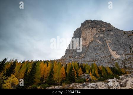 Im Herbst glühende Larche-Bäume am Rand des felsigen Berges. Herbstlandschaft im Wald. Stockfoto