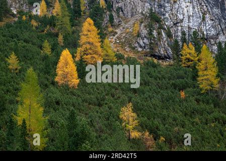 Im Herbst glühende Larche-Bäume am Rand des felsigen Berges. Herbstlandschaft im Wald. Stockfoto