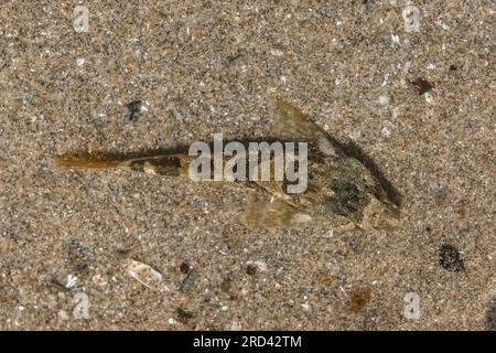 Tidepool Sculpin, Oligocottus maculosus, in einem Gezeitenbecken am Shi Beach am Point of Arches, Olympic National Park, Washington State, USA Stockfoto