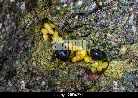 Black Turban Snail, Tegula funebralis, mit Eiern von Striped Dogwinkle, auf einem Felsen bei Ebbe am Point of Arches, Olympic National Park, Washington Sta Stockfoto