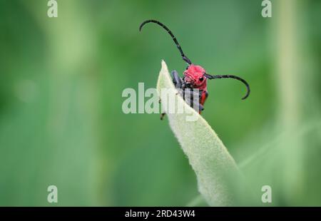 Am Thicksons Point in Whitby, Ontario, sitzt ein roter Milchkraut-Käfer auf einem Blatt. Stockfoto