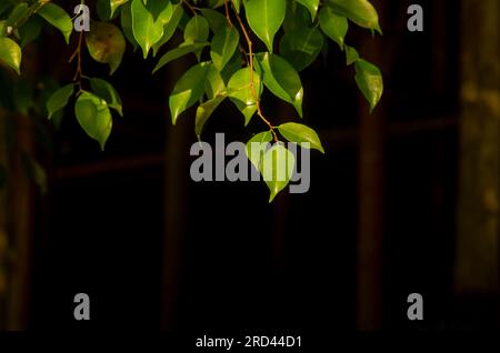 Beringin (Ficus benjamina) sorgt für Hintergrundbeleuchtung und Hintergrundbeleuchtung. Stockfoto