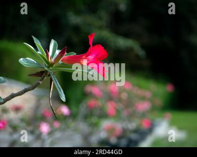 Nahaufnahme der roten Adeniumblume, auch bekannt als Wüstenrose Stockfoto